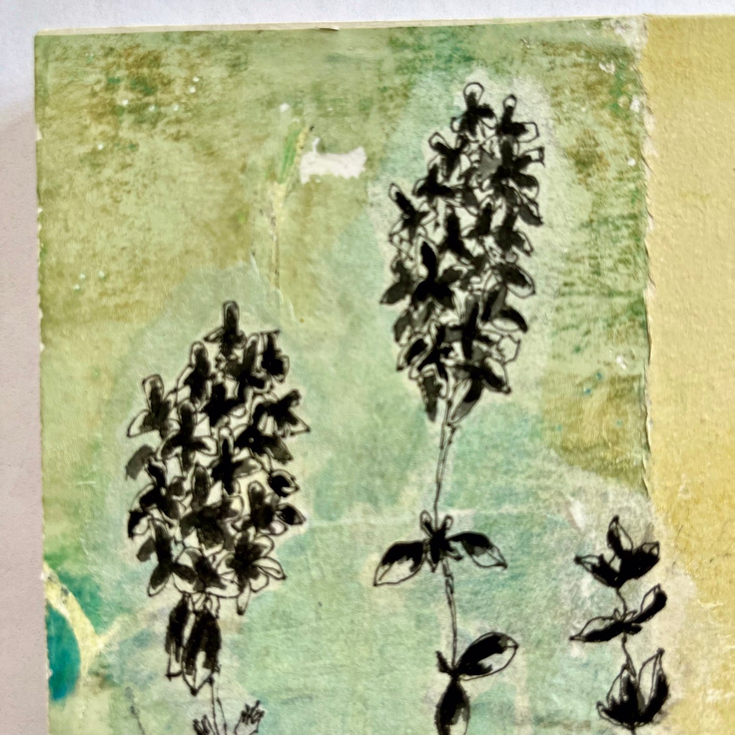 Wild Thyme