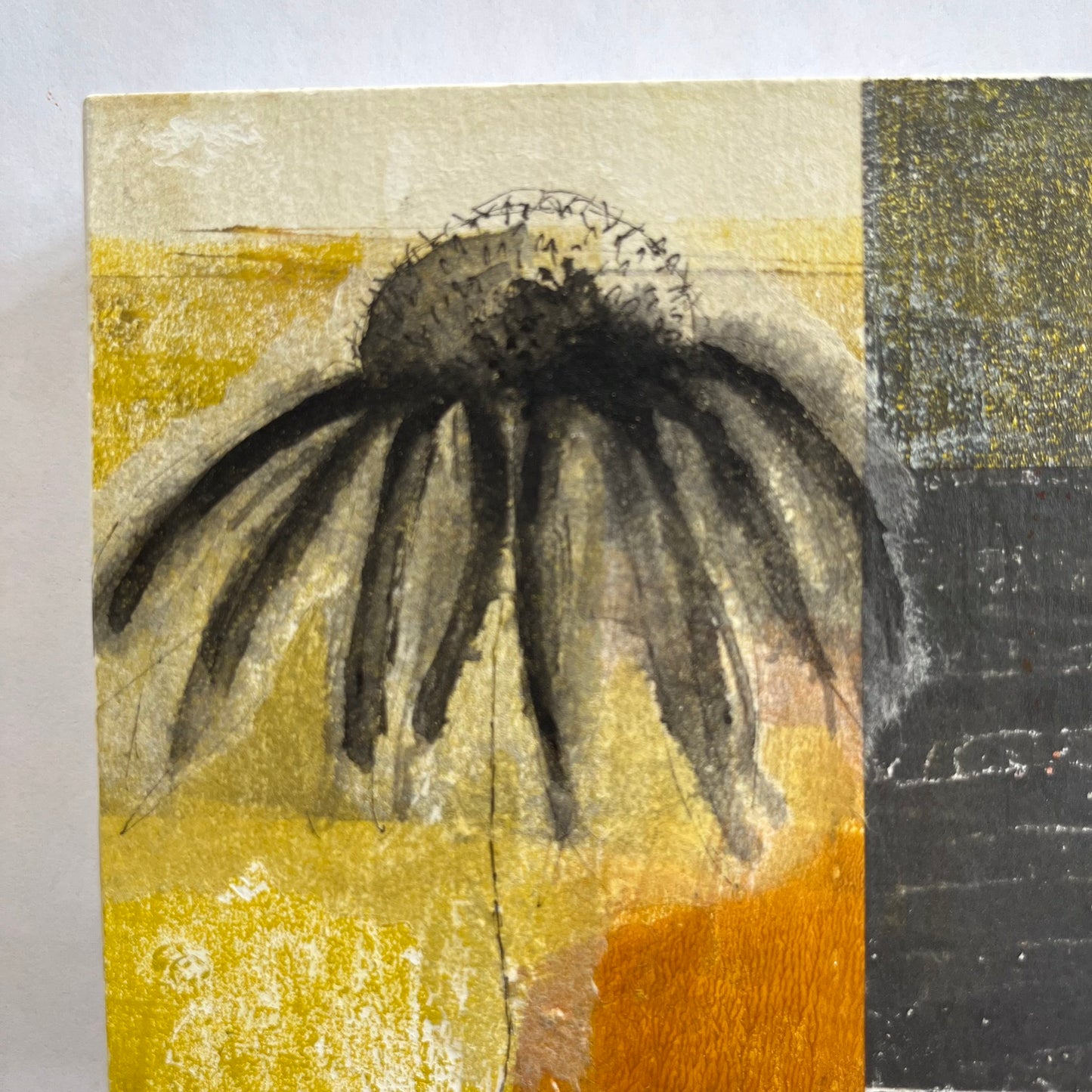 Coneflower