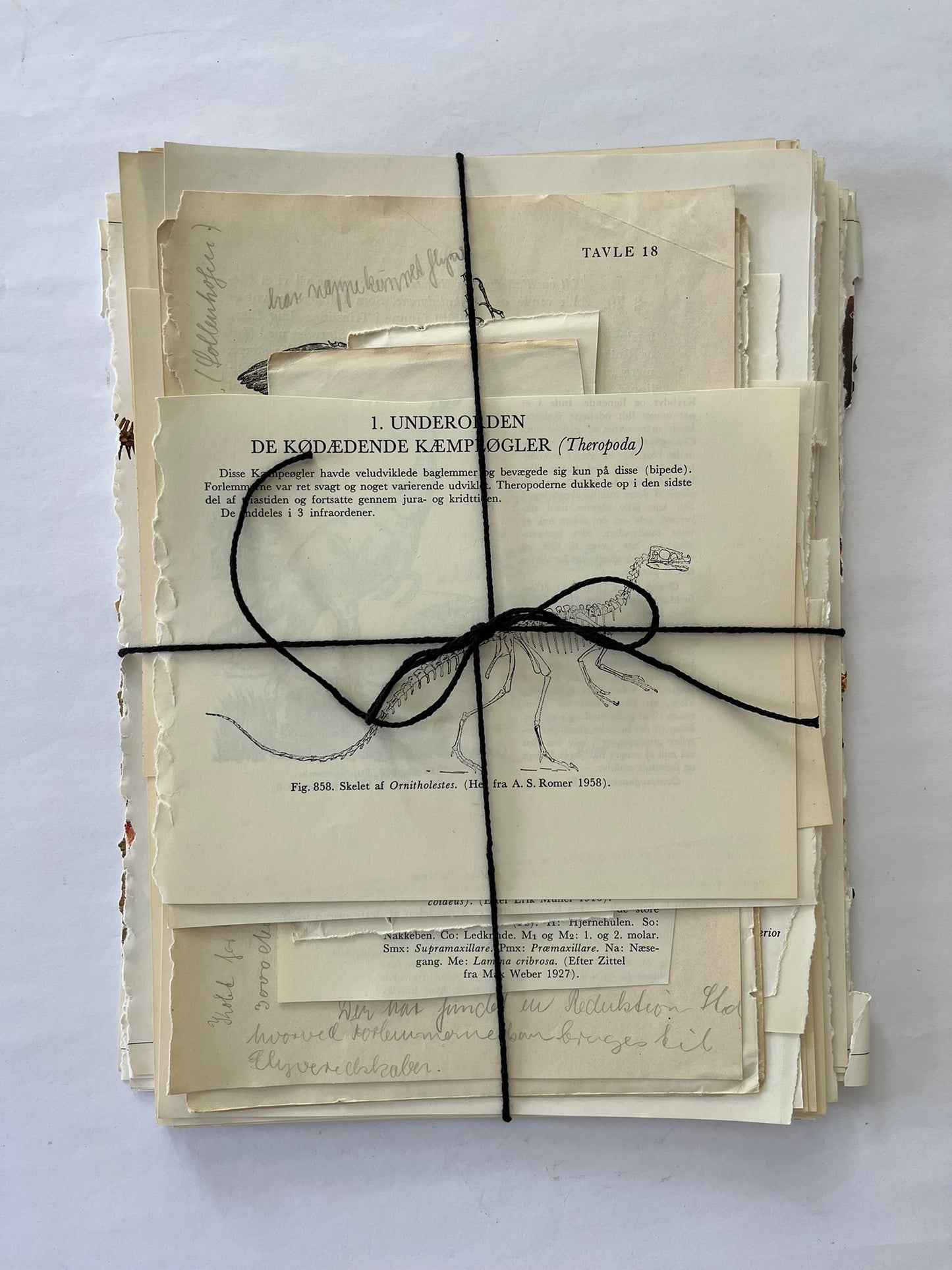 Large Skeleton paper bundle