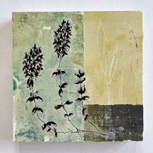 Wild Thyme