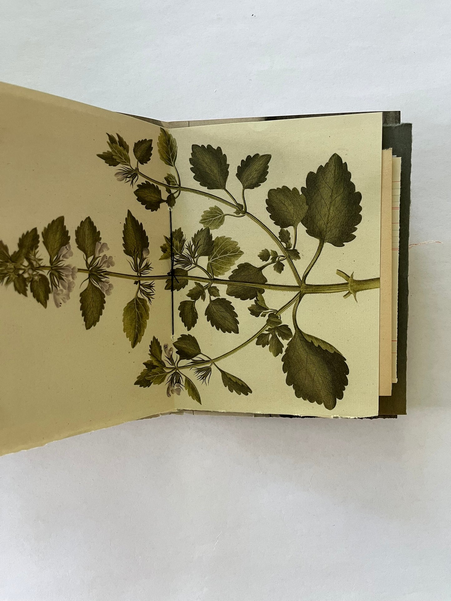 Nature/Garden Journal - no. 1