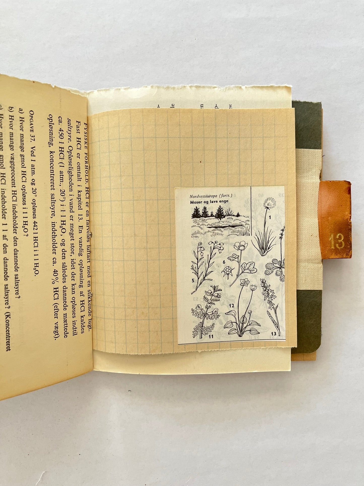 Nature/Garden Journal - no. 6