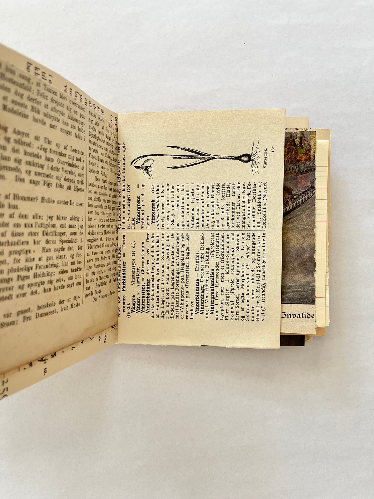 Nature/Garden Journal - no. 7
