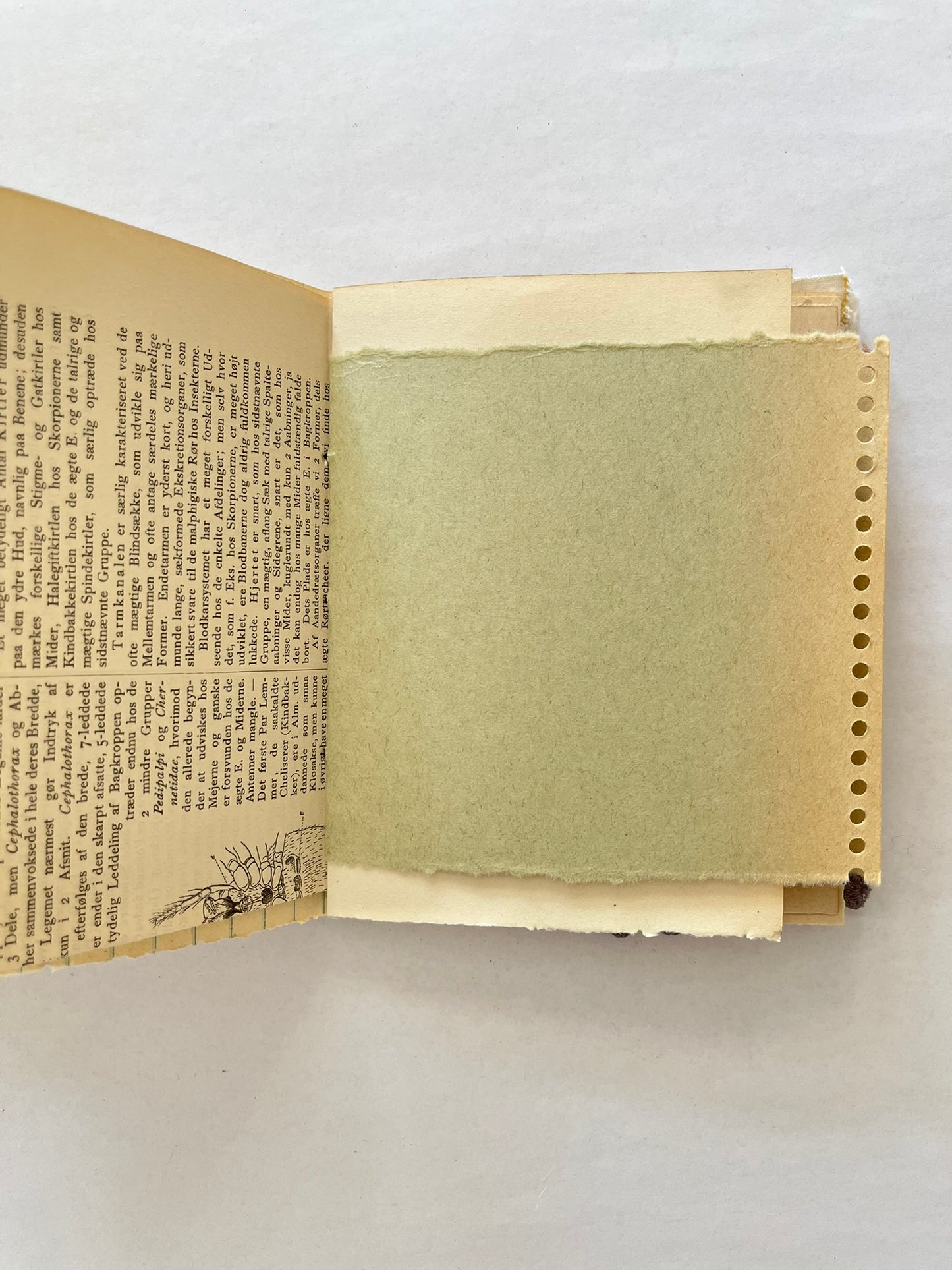 Nature/Garden Journal - no. 11