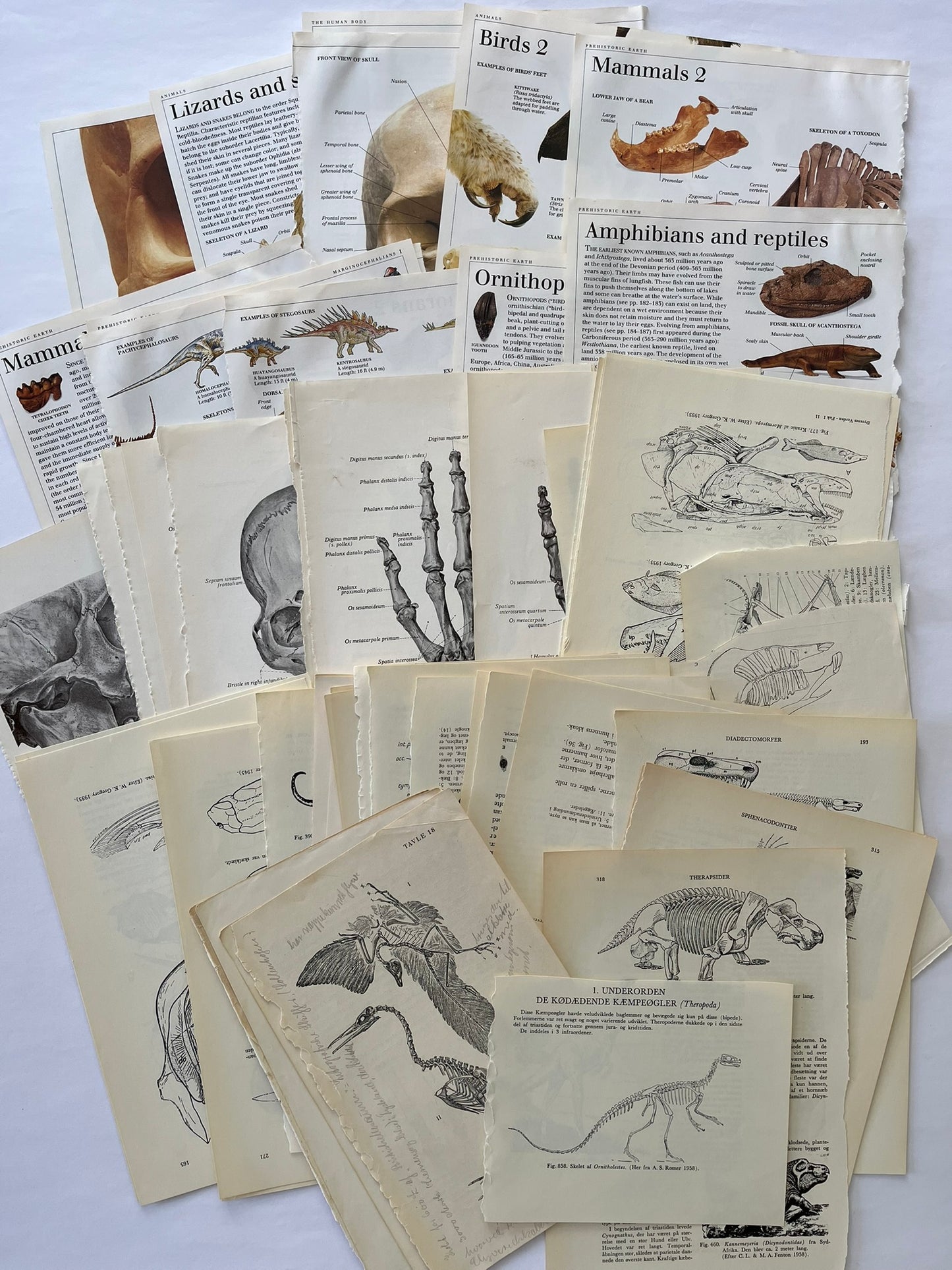 Large Skeleton paper bundle