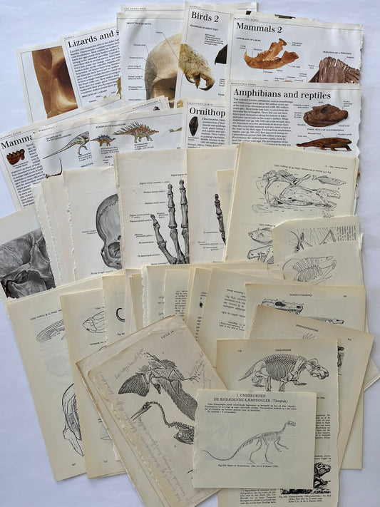 Large Skeleton paper bundle