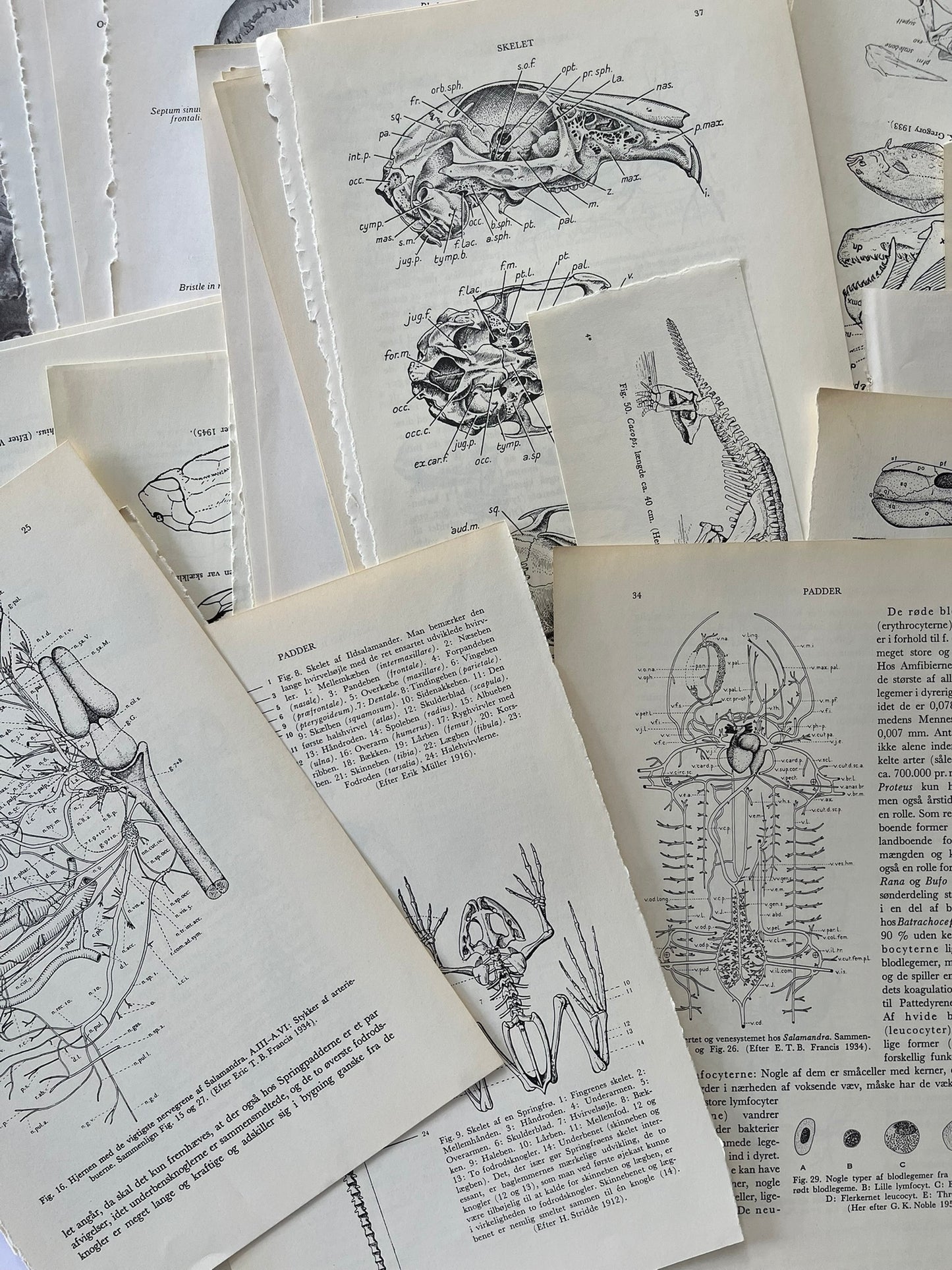 Large Skeleton paper bundle