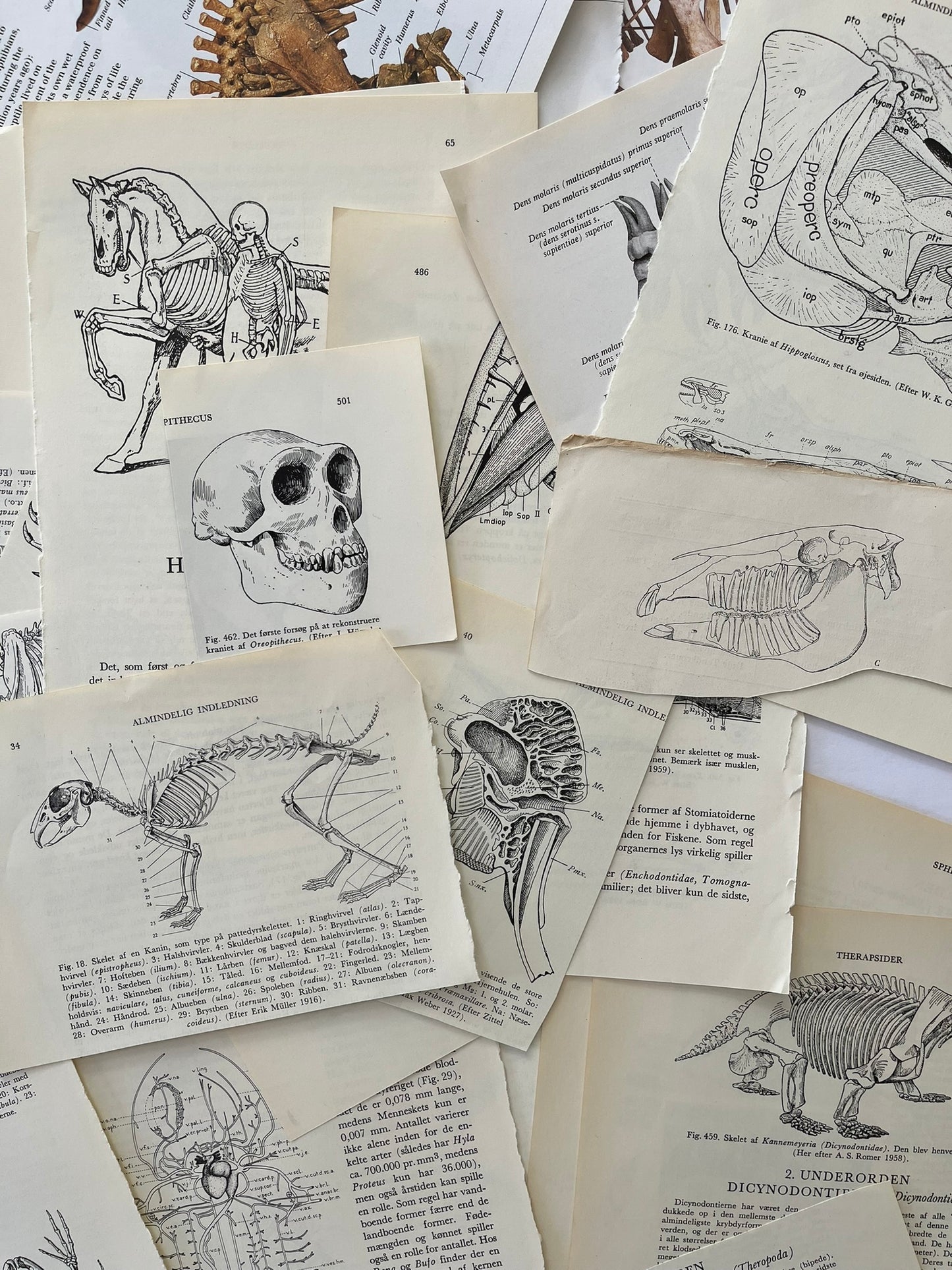 Large Skeleton paper bundle