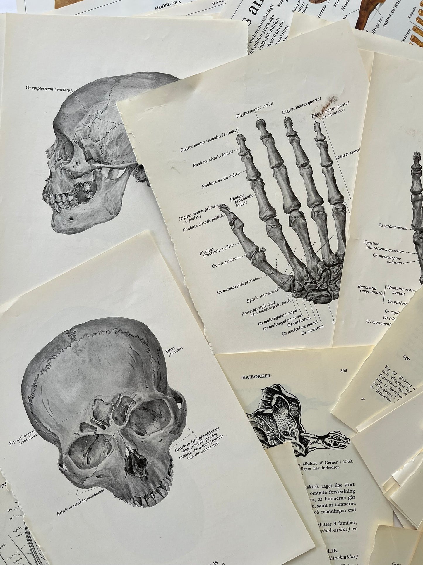 Large Skeleton paper bundle