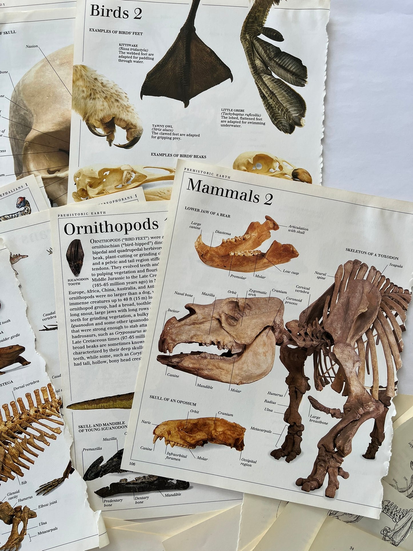 Large Skeleton paper bundle
