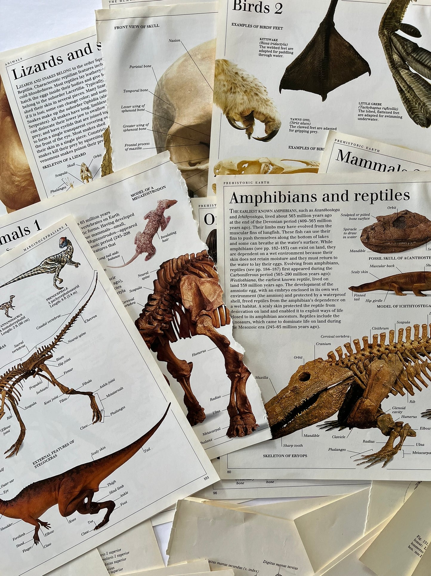 Large Skeleton paper bundle