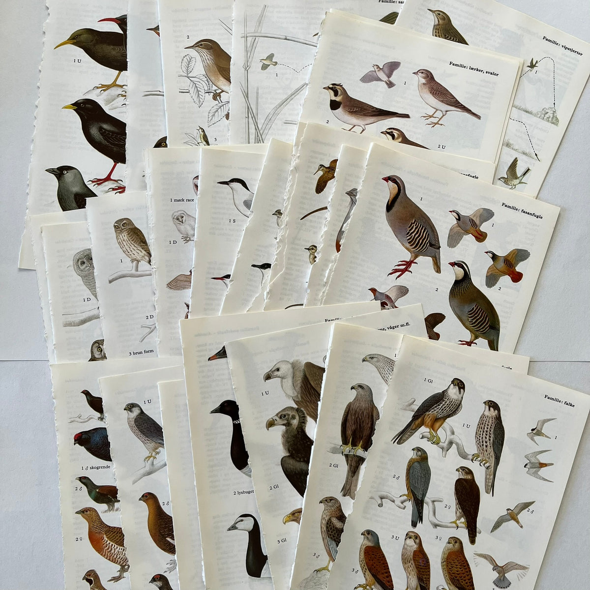 Lots of Birds Bundle
