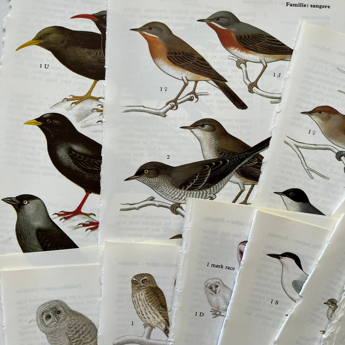 Lots of Birds Bundle