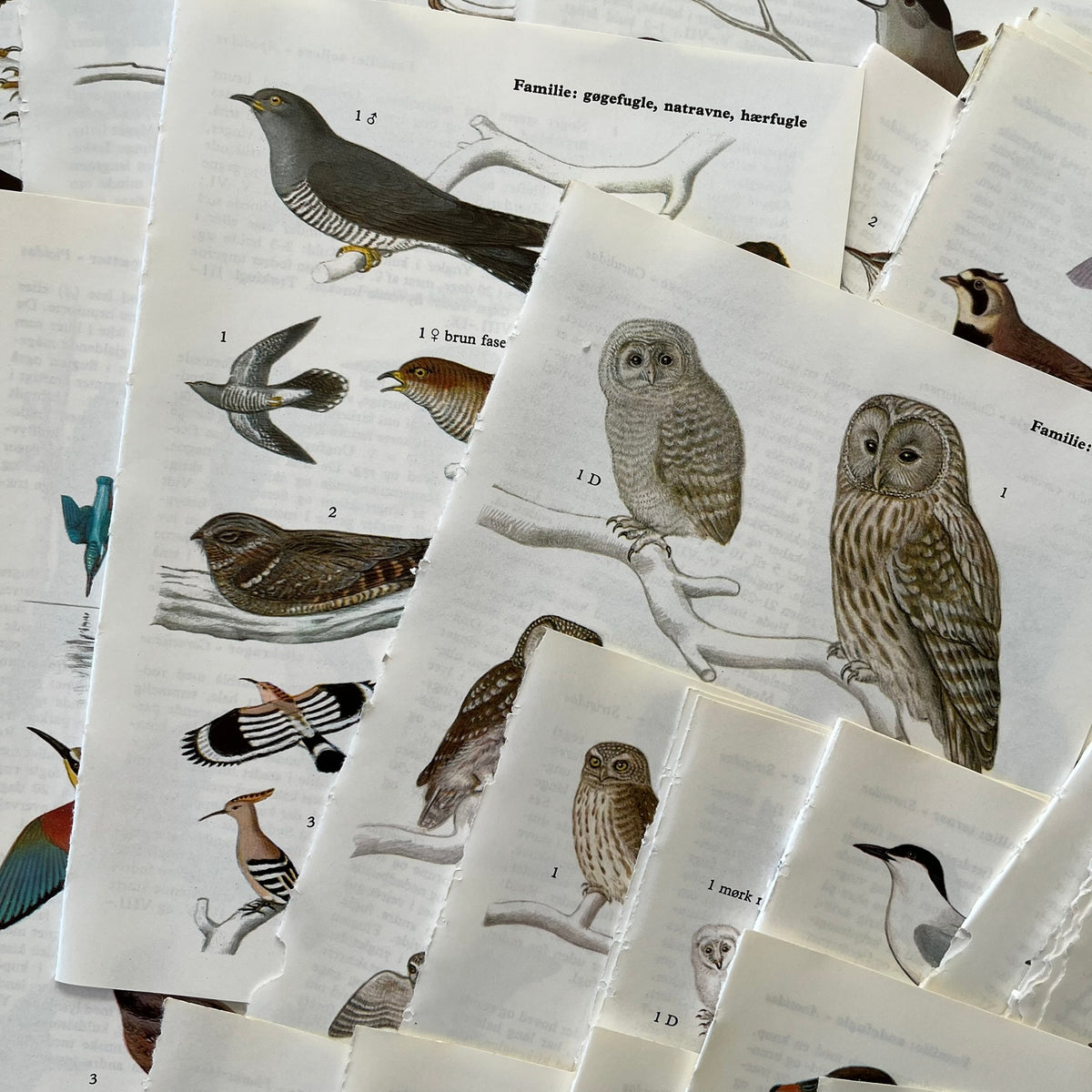 Lots of Birds Bundle