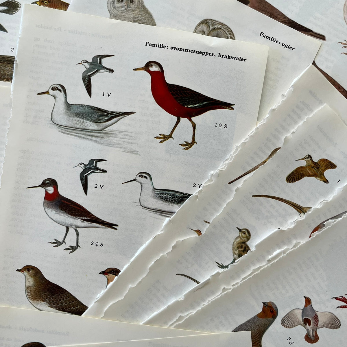 Lots of Birds Bundle