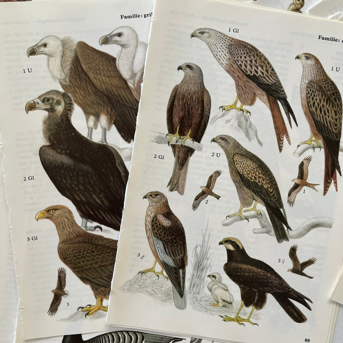 Lots of Birds Bundle