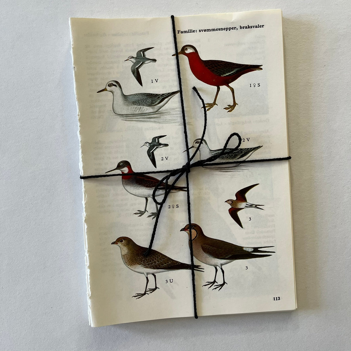 Lots of Birds Bundle